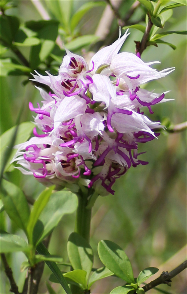 Изображение особи Orchis simia.