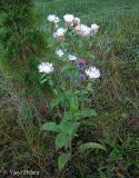 Centaurea carpatica. Белоцветущее растение. Украина, Ивано-Франковская обл., Косовский р-н, с. Шешоры, луг во дворе лесничества. 11 сентября 2013 г.