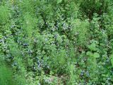 Glechoma hederacea