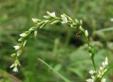 Persicaria hydropiper