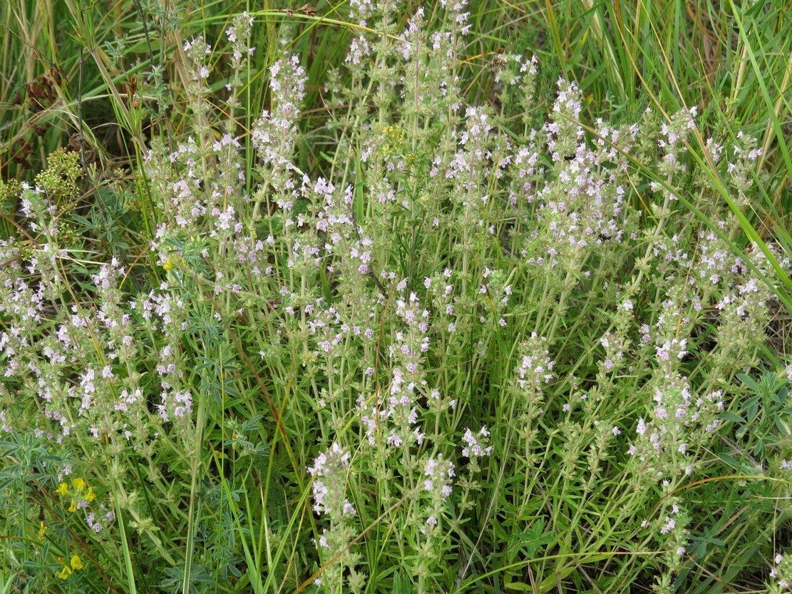 Изображение особи Thymus marschallianus.