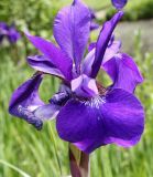 Iris sanguinea