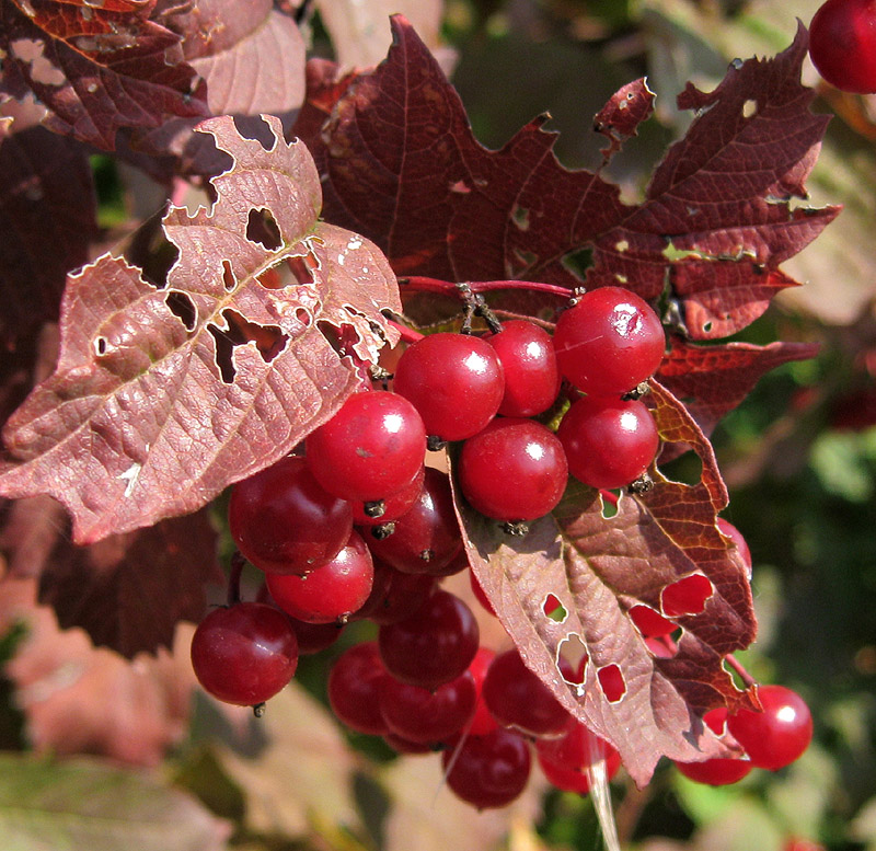 Изображение особи Viburnum opulus.