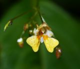 Impatiens parviflora