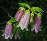 Campanula takesimana