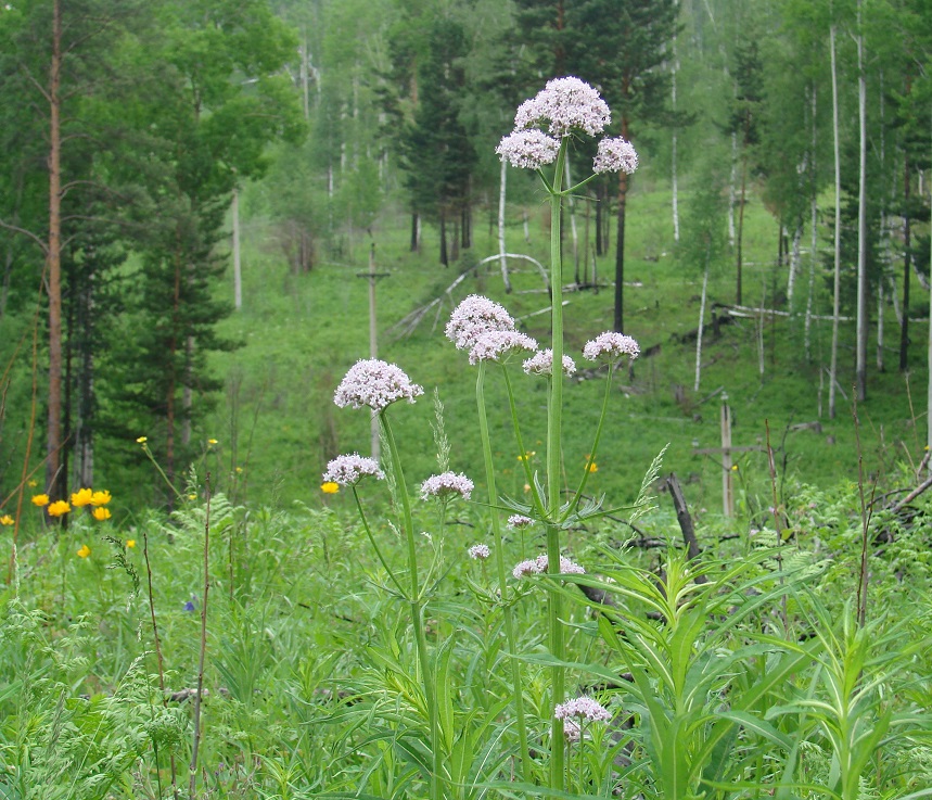 Изображение особи род Valeriana.