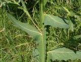 Cirsium alatum