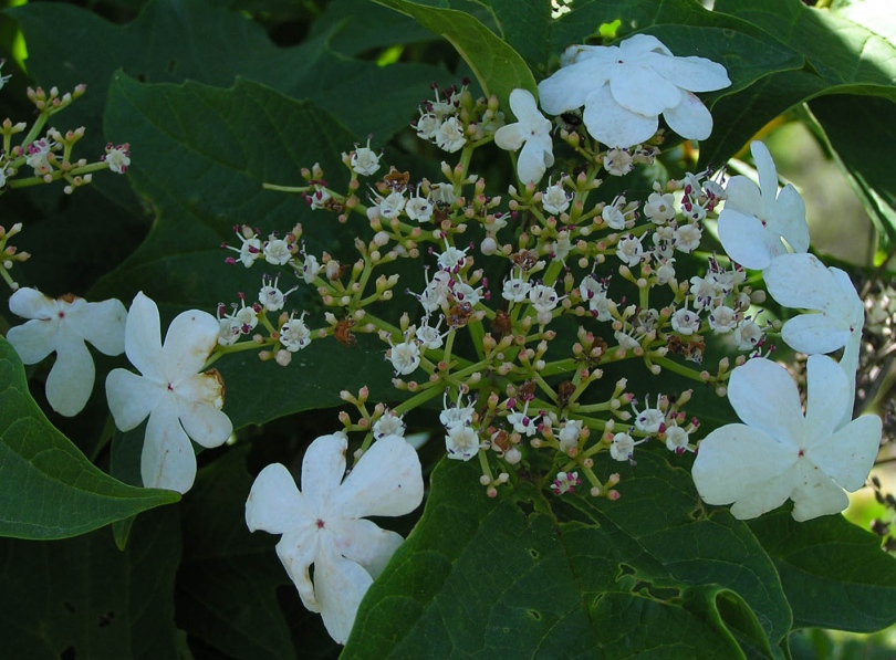 Изображение особи Viburnum sargentii.