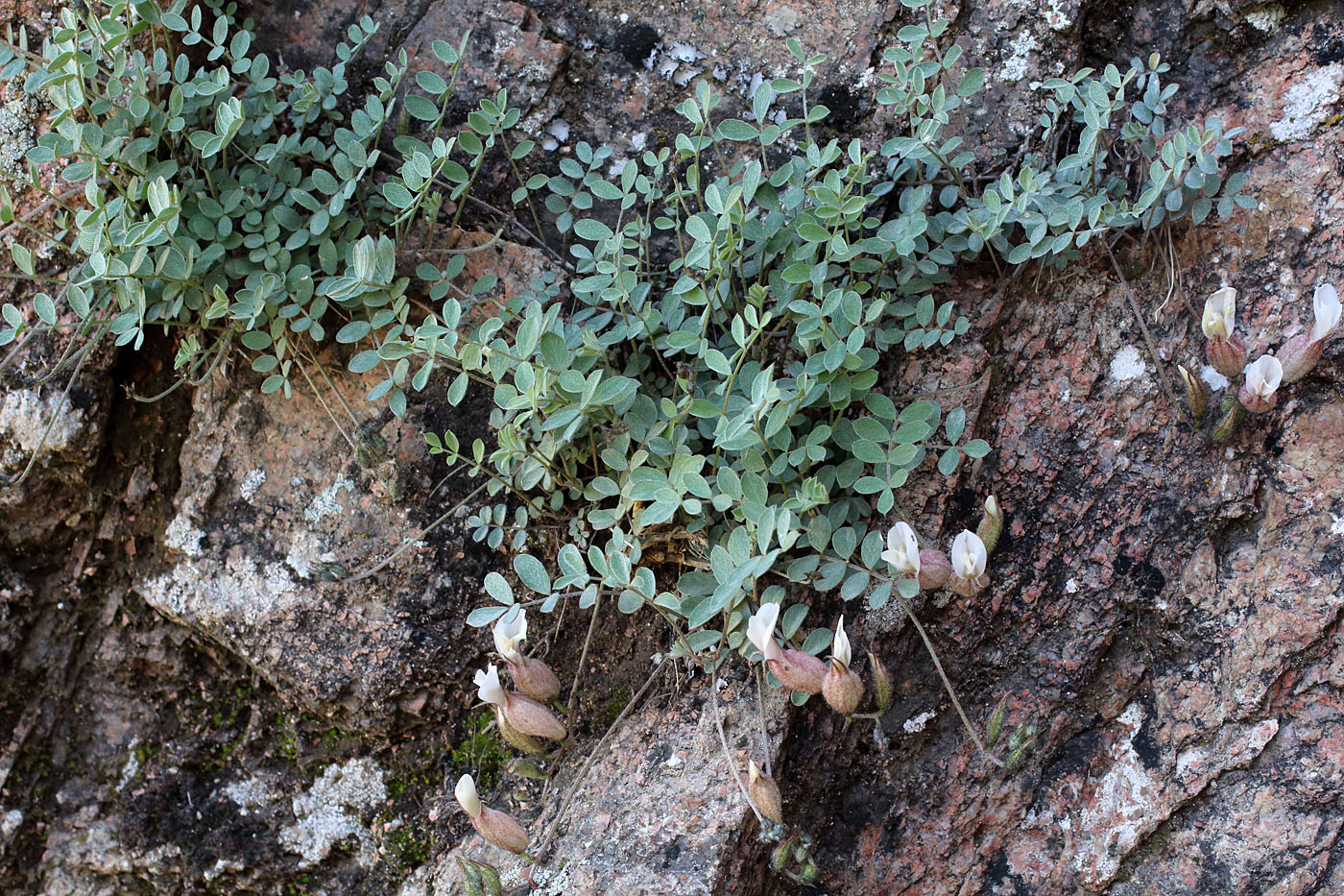 Изображение особи Astragalus abolinii.