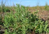 Argusia sibirica