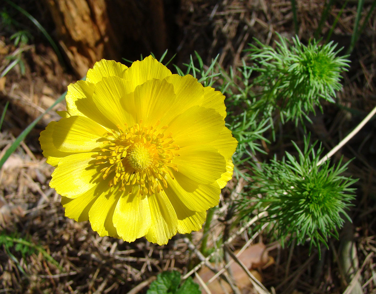 Изображение особи Adonis vernalis.