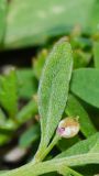 Lobularia arabica