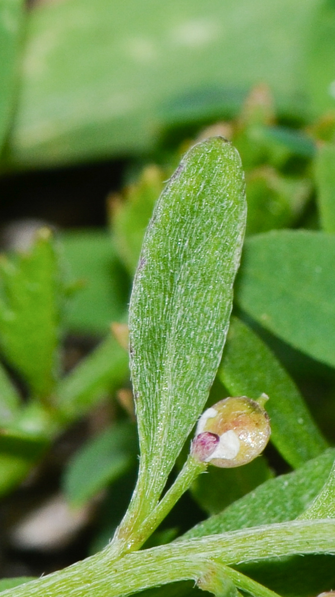 Изображение особи Lobularia arabica.