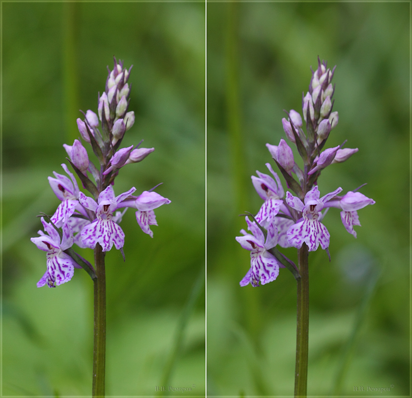 Изображение особи Dactylorhiza fuchsii.