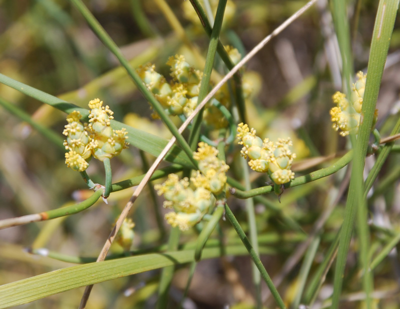 Изображение особи Ephedra distachya.