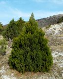 Juniperus foetidissima