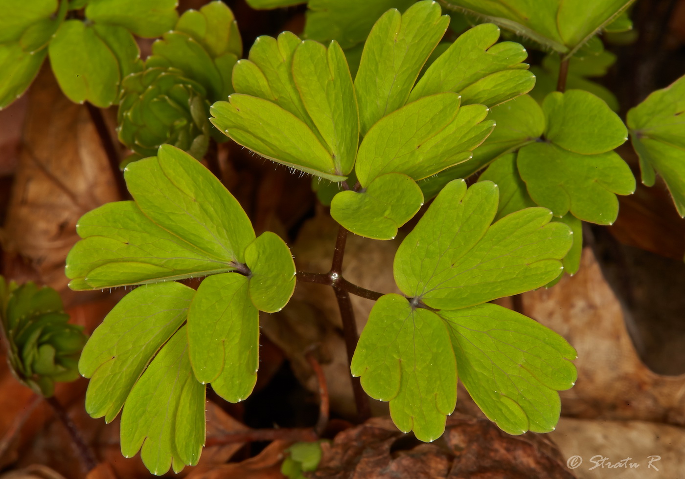 Изображение особи Isopyrum thalictroides.