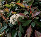 Photinia × fraseri