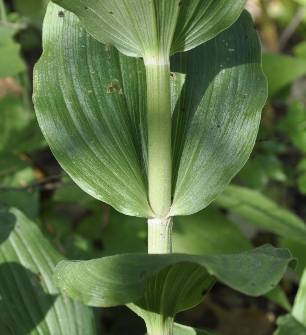 Изображение особи Epipactis helleborine ssp. degenii.