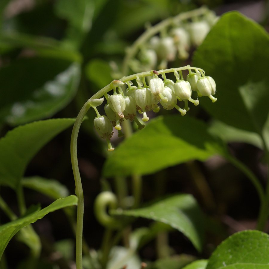 Изображение особи Orthilia secunda.