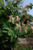 Lonicera caprifolium. Верхушки побегов с соцветиями. Камчатский край, Елизовский р-н, окр. пос. Раздольный, в культуре на дачном участке. 15.07.2014.