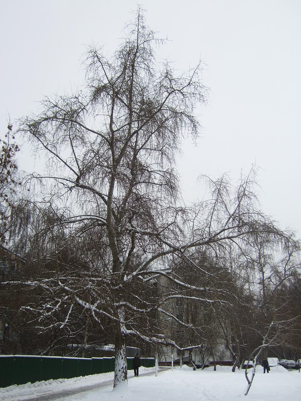 Изображение особи Populus &times; rasumowskiana.