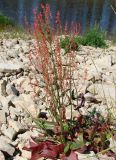 Rumex thyrsiflorus