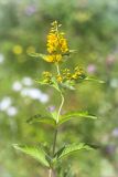 Lysimachia vulgaris