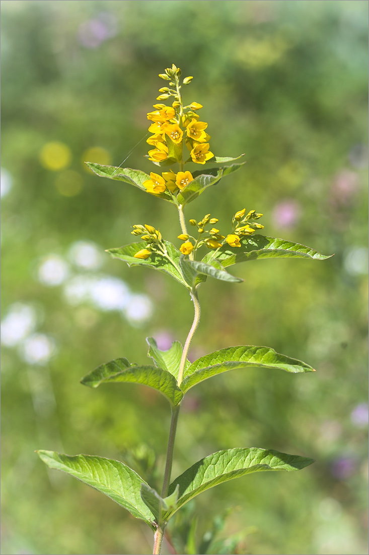 Изображение особи Lysimachia vulgaris.