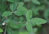 Laburnum anagyroides