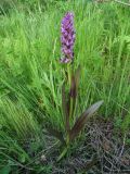 Dactylorhiza incarnata. Цветущее растение на краю кустарниковых зарослей в долине ручья. Томск, 17.06.2015.