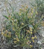 Matthiola fragrans