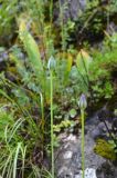 Tulipa anadroma