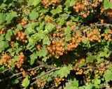 Ribes rubrum