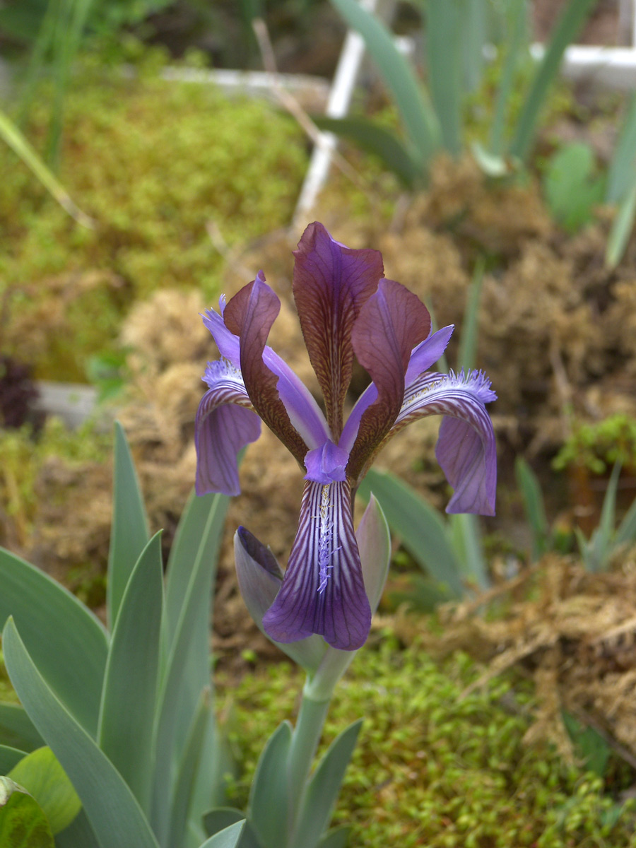 Изображение особи Iris glaucescens.