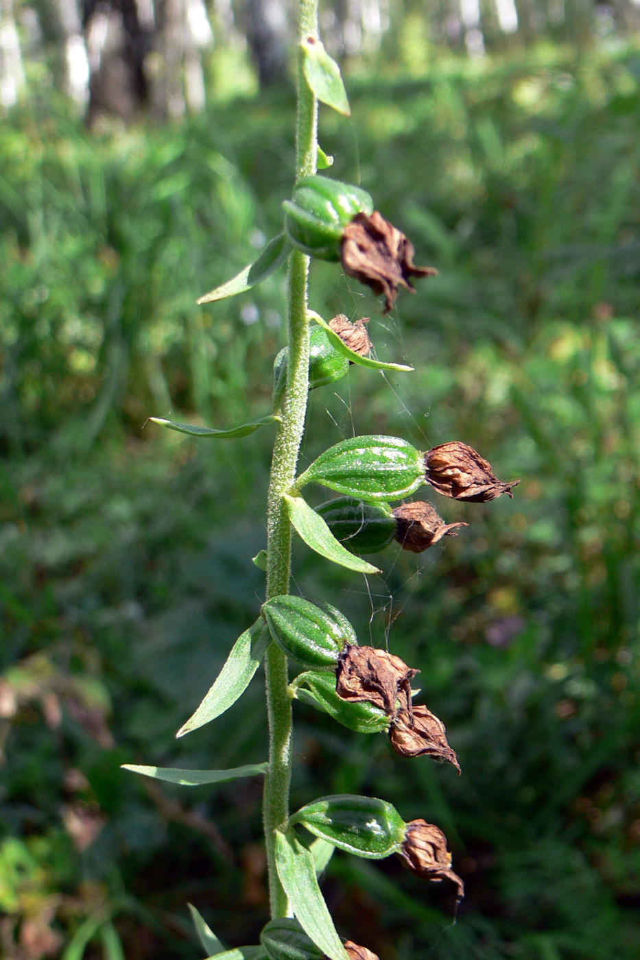 Изображение особи Epipactis helleborine.