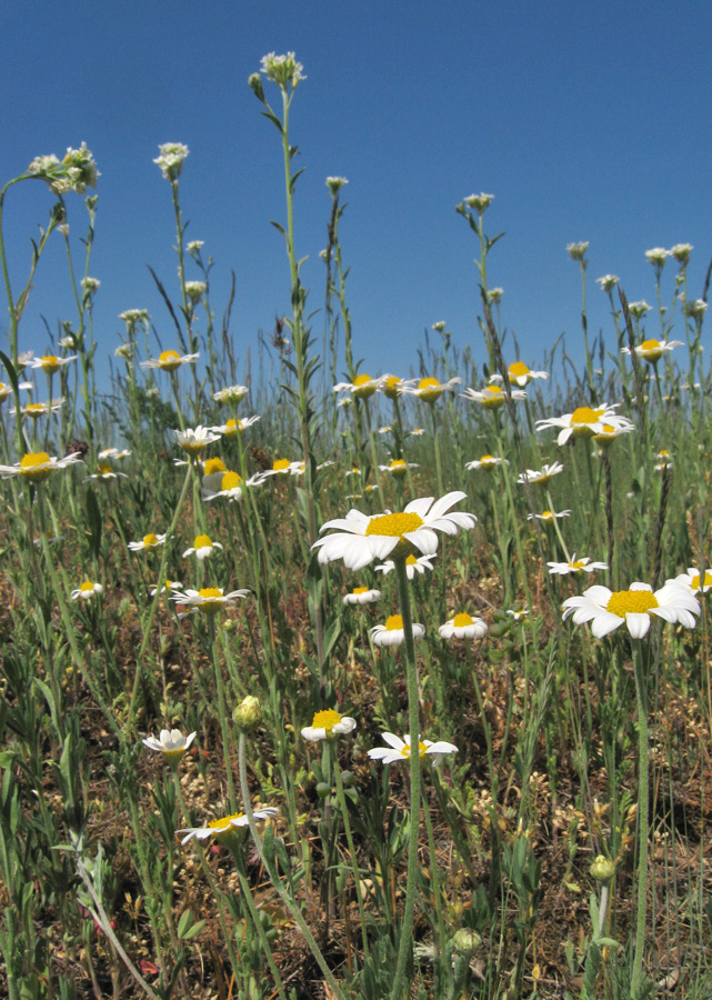 Изображение особи Anthemis ruthenica.