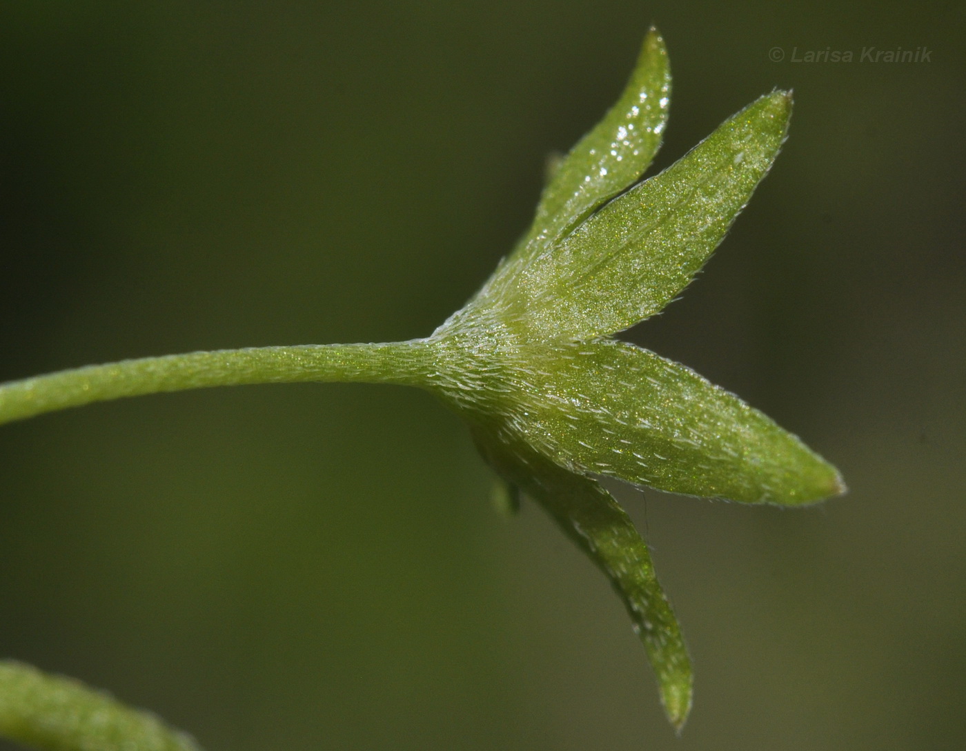 Изображение особи Trigonotis radicans.