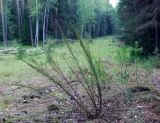 Artemisia commutata. Плодоносящее растение в сообществе с молодыми деревцами Pinus sylvestris и Chamaecytisus ruthenicus. Пермский край, Оханский р-н, Кунчурихинский бор, просека в смешанном лесу. 07.09.2019.