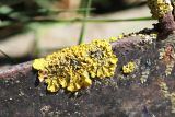 Xanthoria parietina. Слоевище с апотециями на железной решетке. Краснодарский край, Темрюкский р-н, станицы Голубицкая. 10.08.2018.