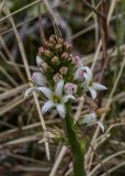 Menyanthes trifoliata