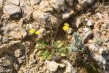 familia Asteraceae. Цветущее растение. Португалия, Sintra-Cascais Natural Park, Duna Da Cresmina, скальные обнажения. 2 апреля 2018 г.