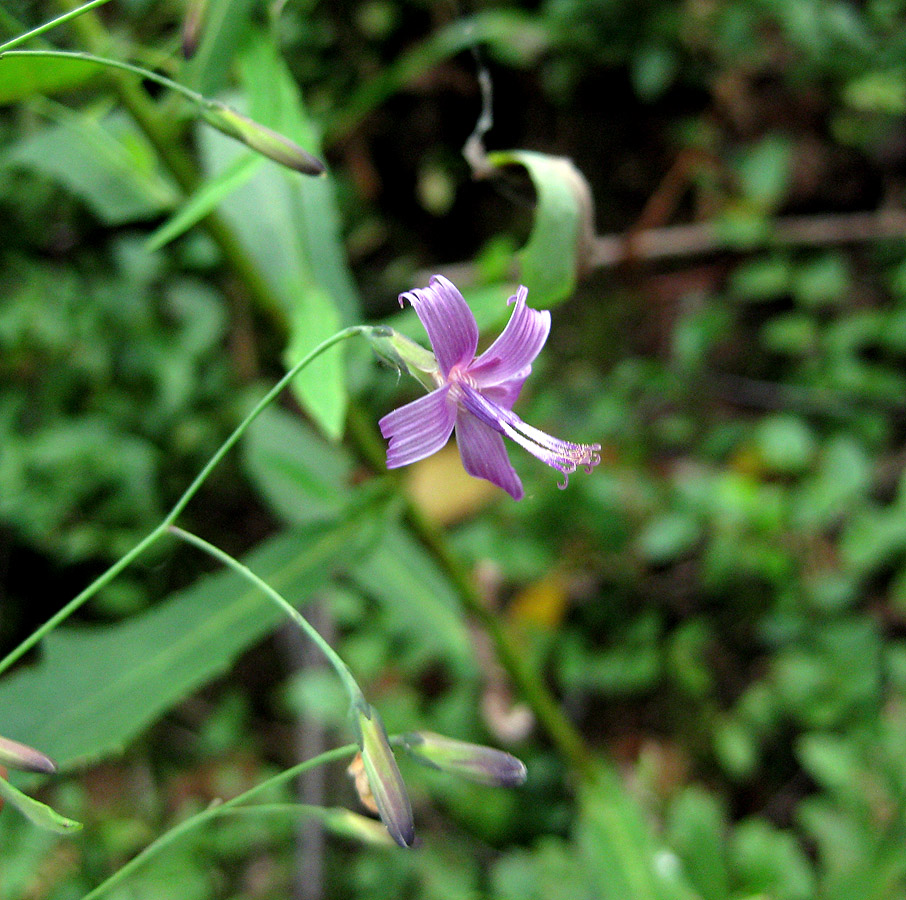 Изображение особи Prenanthes purpurea.