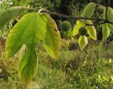 Broussonetia papyrifera. Ветвь с женскими соцветиями. ФРГ, Нижняя Саксония, Ольденбург, ботанический сад Ольденбургского университета. 1 сентября 2007 г.