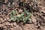 Oxytropis pseudoleptophysa