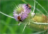 Dipsacus fullonum