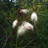 Eriophorum angustifolium. Верхушка плодоносящего растения. Свердловская обл., окр. г. Североуральск, пос. Третий Северный, заболоченная опушка смешанного леса. 07.08.2007.