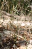 Bupleurum brachiatum