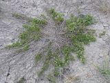 Galium humifusum