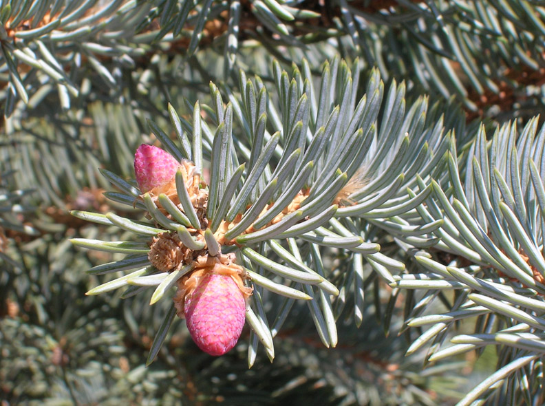 Image of Picea pungens f. glauca specimen.